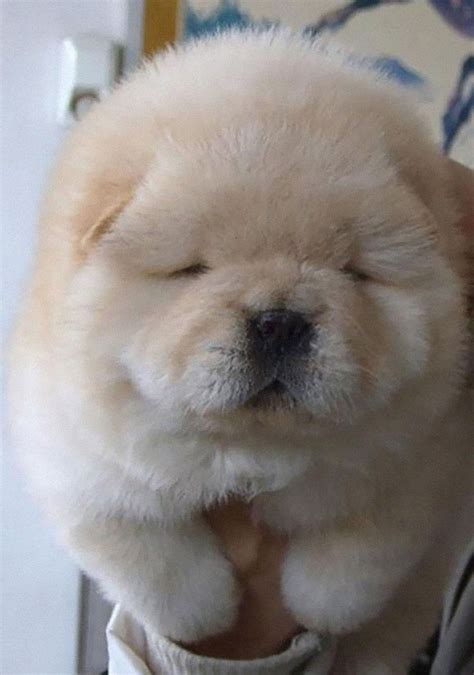 chubby puppies